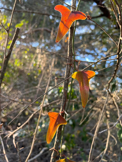 image of Smilax bona-nox var. littoralis, Maritime Catbrier, Maritime Saw Greenbrier