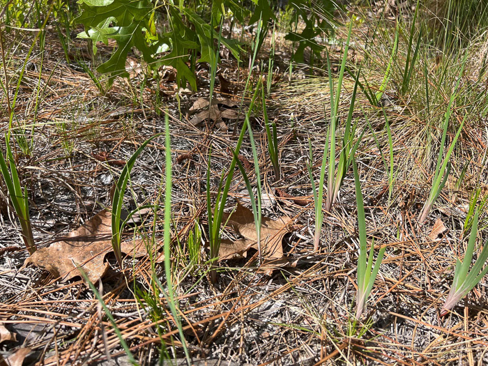 image of Iris verna var. verna, Coastal Plain Dwarf Iris, Sandhill Iris, Coastal Plain Violet Iris