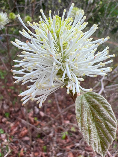 Large Witch-alder