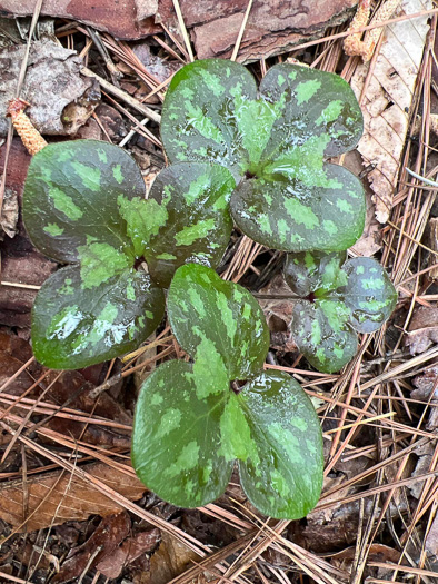 image of Hepatica americana, Round-lobed Hepatica, Round-lobed Liverleaf