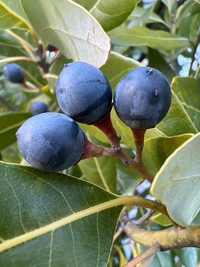 image of Tamala borbonia, Upland Redbay, Tisswood