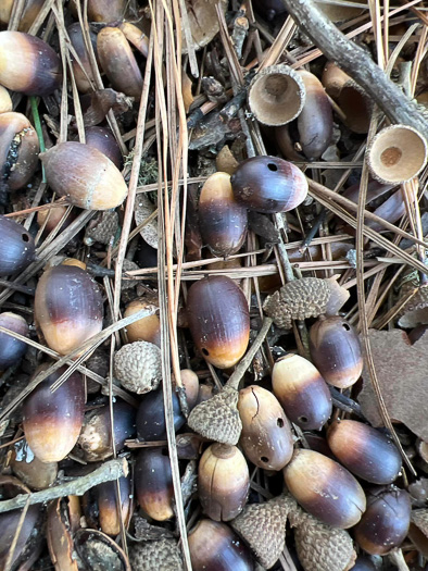 image of Quercus virginiana, Live Oak, Southern Live Oak