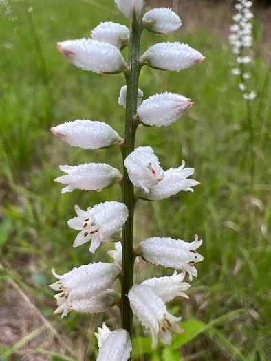 image of Aletris farinosa, Northern White Colicroot, Mealy Colicroot, Stargrass