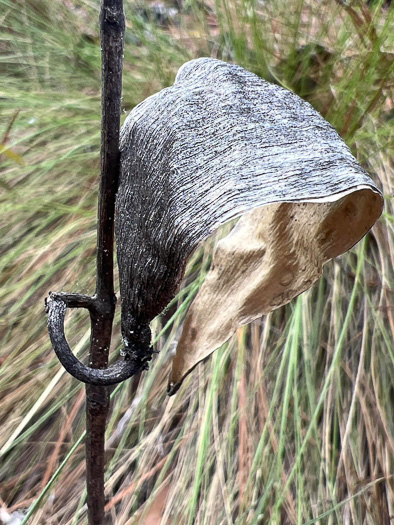 image of Asclepias tomentosa, Sandhill Milkweed, Velvetleaf Milkweed