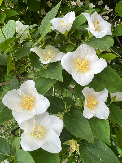 Appalachian Mock-orange