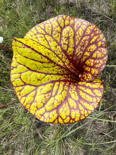 image of Sarracenia flava, Yellow Pitcherplant, Yellow Trumpet, Trumpets