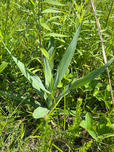 image of Eryngium yuccifolium var. yuccifolium, Northern Rattlesnake-master, Button Snakeroot