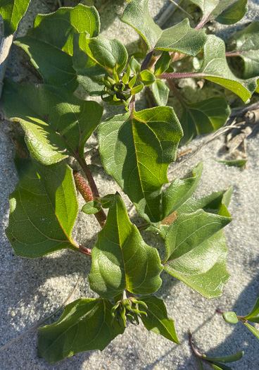 image of Helianthus debilis ssp. debilis, East Florida Beach Sunflower