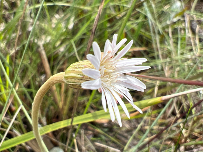 image of Chaptalia tomentosa, Woolly Sunbonnets, Pineland Daisy, Night-nodding Bog-dandelion, Sunbonnets