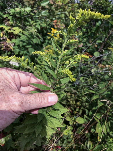 image of Solidago rugosa var. rugosa, Wrinkleleaf Goldenrod, Roughstem Goldenrod