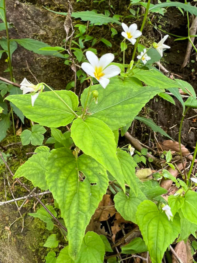 image of Viola canadensis, Canada Violet, Tall White Violet