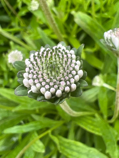 image of Marshallia obovata var. obovata, Piedmont Barbara's-buttons, Spoon-leaved Barbara's-buttons, Spoon-shaped Barbara's-buttons