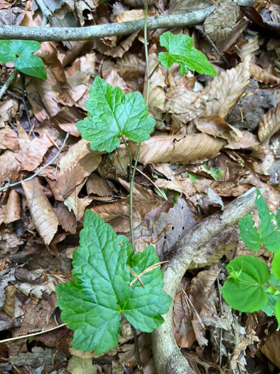 Tiarella austrina, Escarpment Foamflower, Southern Foamflower