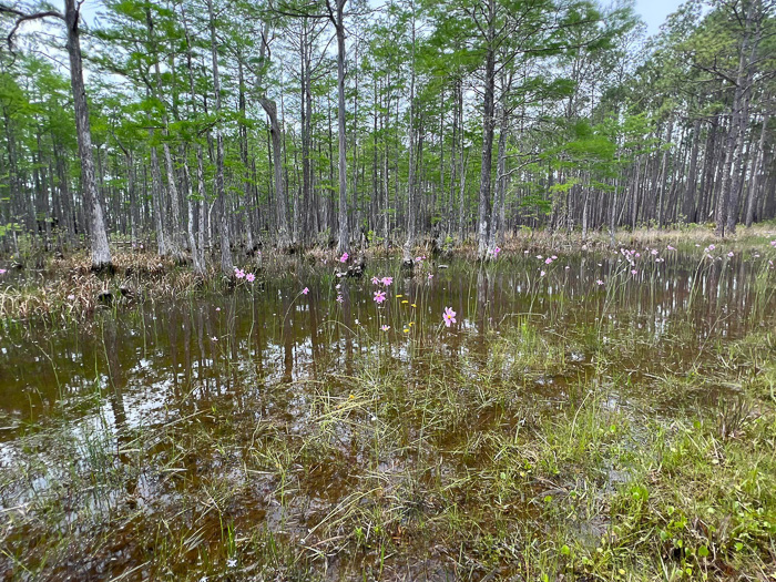 image of Coreopsis nudata, Swamp Coreopsis