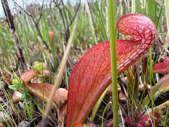 image of Sarracenia psittacina, Parrot Pitcherplant