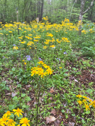 image of Packera aurea, Golden Ragwort, Heartleaf Ragwort, Golden Groundsel