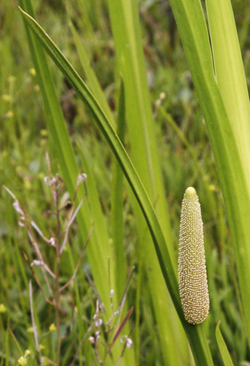 spathe