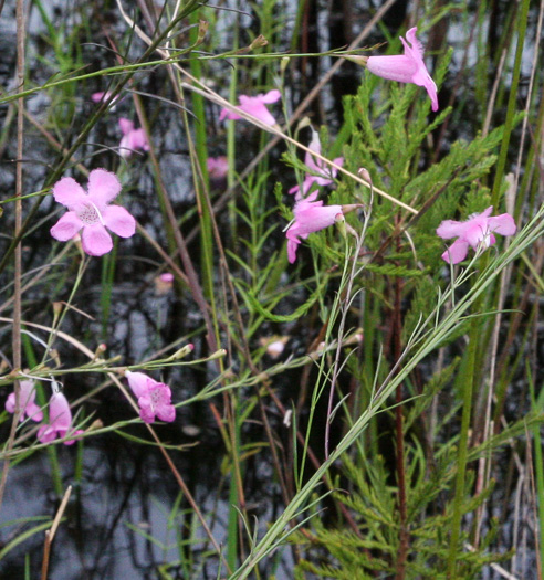 Flaxleaf Gerardia