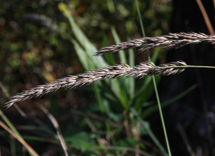 image of Greeneochloa coarctata, Nuttall's Reedgrass