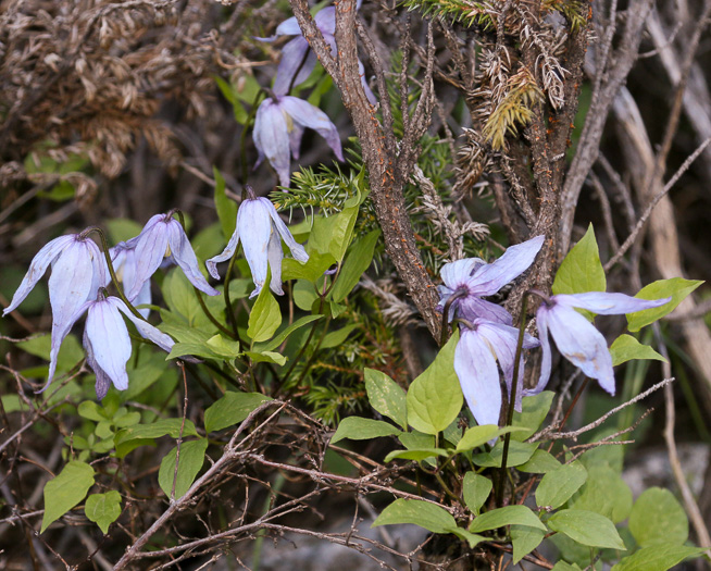 image of Clematis occidentalis var. occidentalis, Mountain Clematis, Purple Clematis