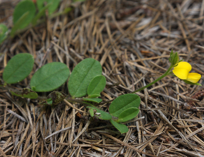 stipule