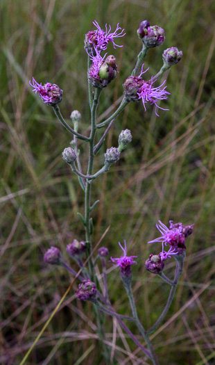 image of Carphephorus tomentosus, Sticky Chaffhead, Woolly Chaffhead, Carolina Chaffhead