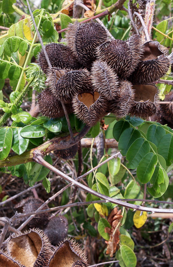 image of Guilandina bonduc, Gray Nicker, Holdback