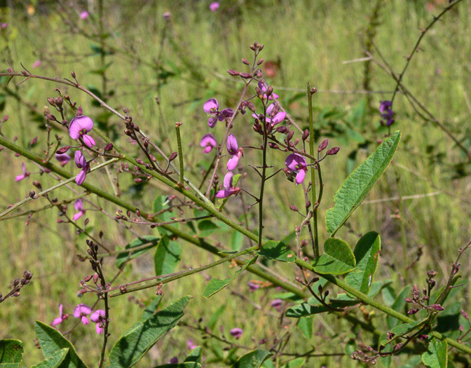 image of Desmodium obtusum, Stiff Tick-trefoil