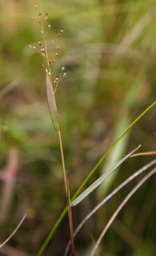 panicle