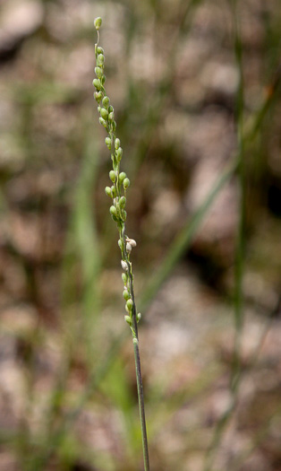 panicle