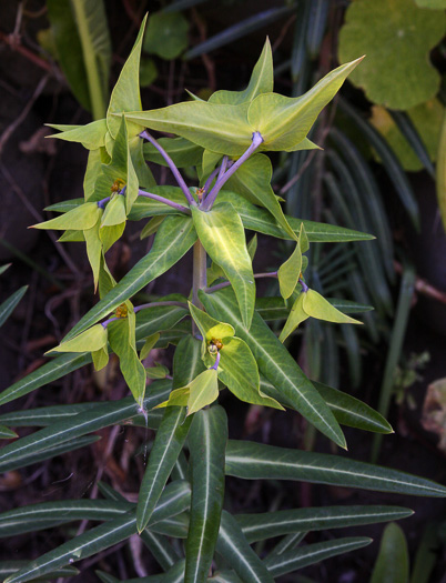 image of Euphorbia lathyris, Caper Spurge, Myrtle Spurge, Mole Plant