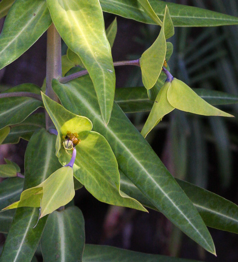 image of Euphorbia lathyris, Caper Spurge, Myrtle Spurge, Mole Plant