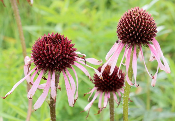 image of Echinacea pallida, Pale Purple Coneflower