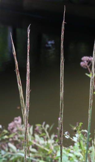 image of Erianthus strictus, Narrow Plumegrass