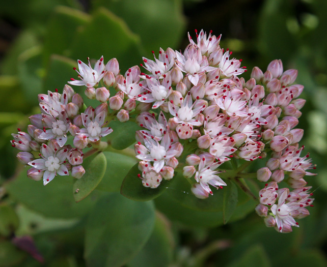 image of Hylotelephium telephioides, Allegheny Live-forever, Cliff Orpine, Allegheny Stonecrop