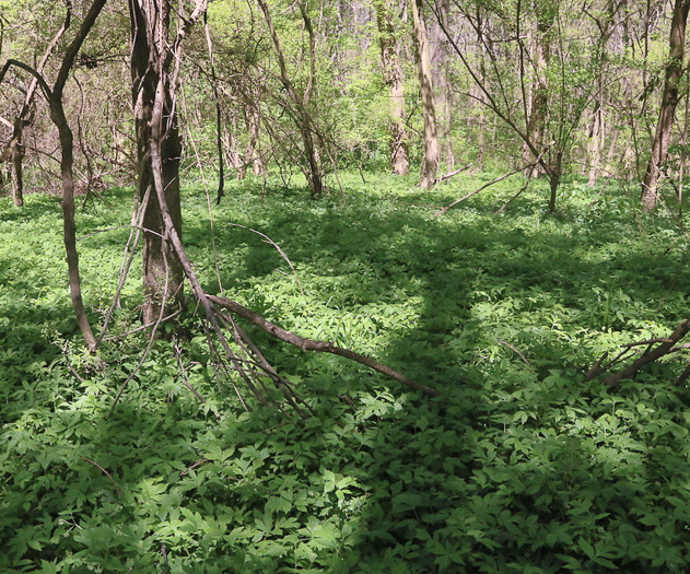 image of Hydrophyllum virginianum, Virginia Waterleaf, Eastern Waterfleaf