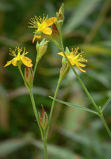 image of Hypericum canadense, Canada St. Johnswort