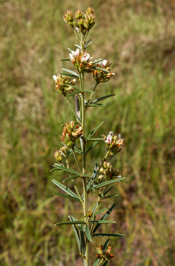 image of Lespedeza angustifolia, Narrow-leaved Lespedeza, Narrowleaf Bush-clover