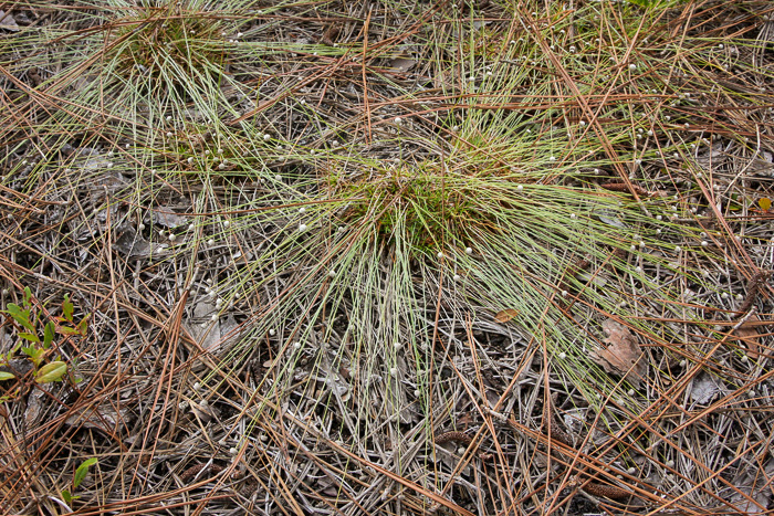 image of Lachnocaulon beyrichianum, Southern Bogbuttons