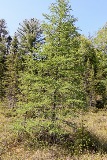 image of Larix laricina, Eastern Tamarack, Eastern Larch