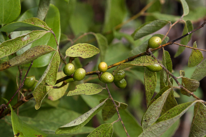 image of Lindera melissifolia, Southern Spicebush, Pondberry