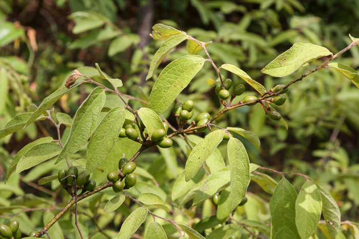 Southern Spicebush