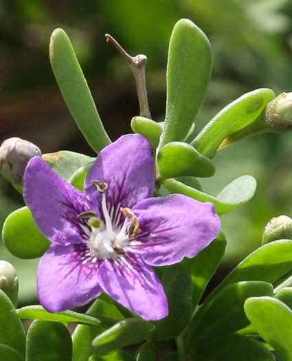 image of Lycium carolinianum, Christmas-berry, Carolina Matrimony-vine