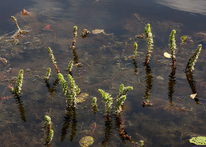 image of Myriophyllum heterophyllum, Southern Water-milfoil, Variable-leaf Water-milfoil