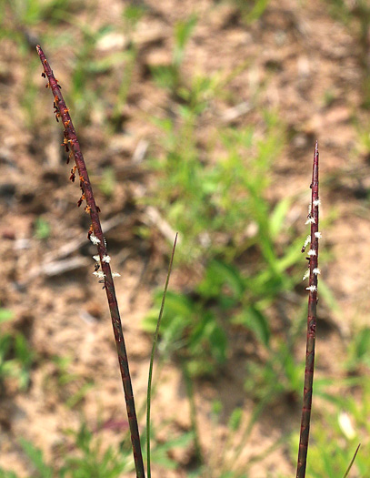 spikelet