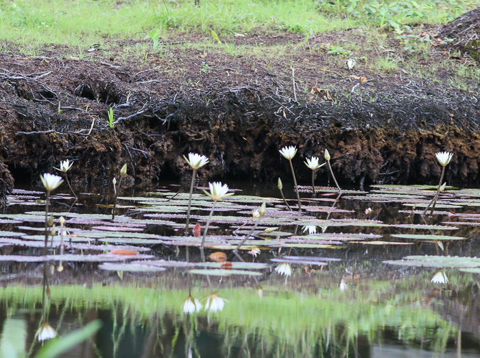 image of Nymphaea elegans, Tropical Blue Water-lily