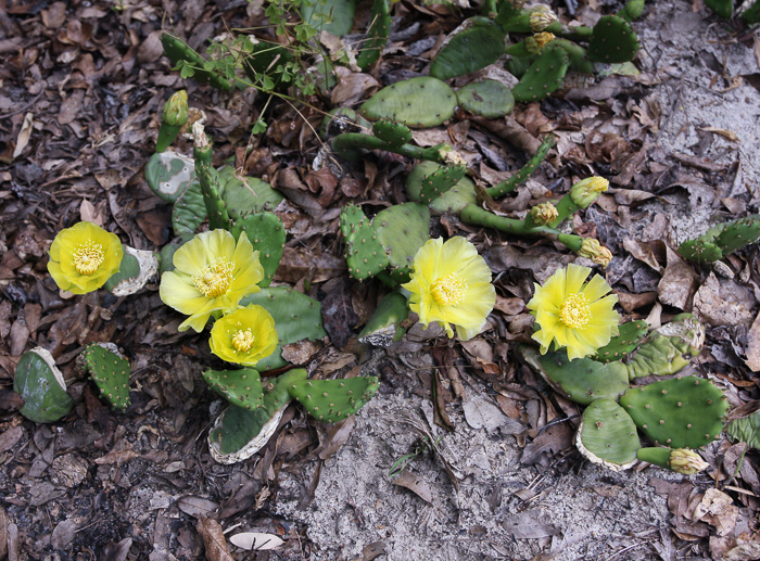 image of Opuntia mesacantha ssp. mesacantha, Eastern Prickly-pear