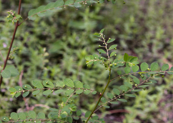 image of Phyllanthus caroliniensis, Carolina Leaf-flower