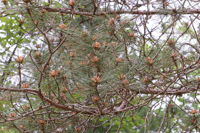 image of Pinus resinosa, Red Pine