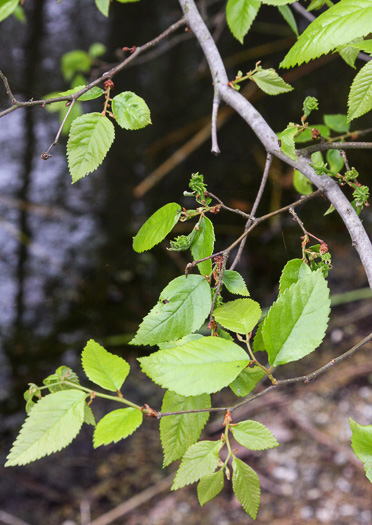 image of Planera aquatica, Planer-tree, Water-elm